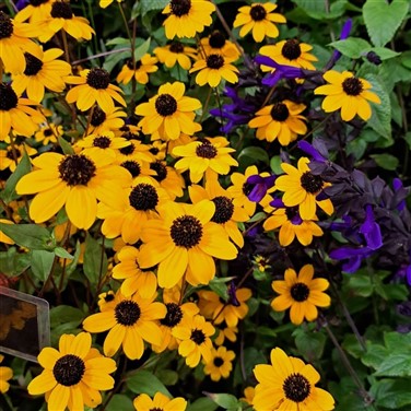 Harrogate Spring Flower Show