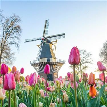 Dutch Bulbfields & Amsterdam