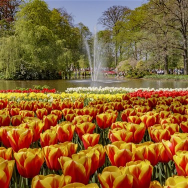 Dutch Bulbfields & Amsterdam