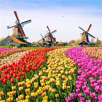 Dutch Bulbfields & Amsterdam