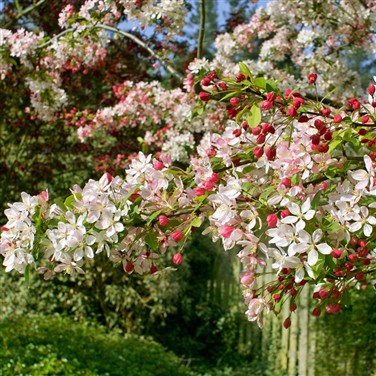 The Vale of Evesham Blossom Trail & Stratford