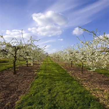 The Vale of Evesham Blossom Trail & Stratford