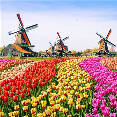 Dutch Delights & the Golden Triangle